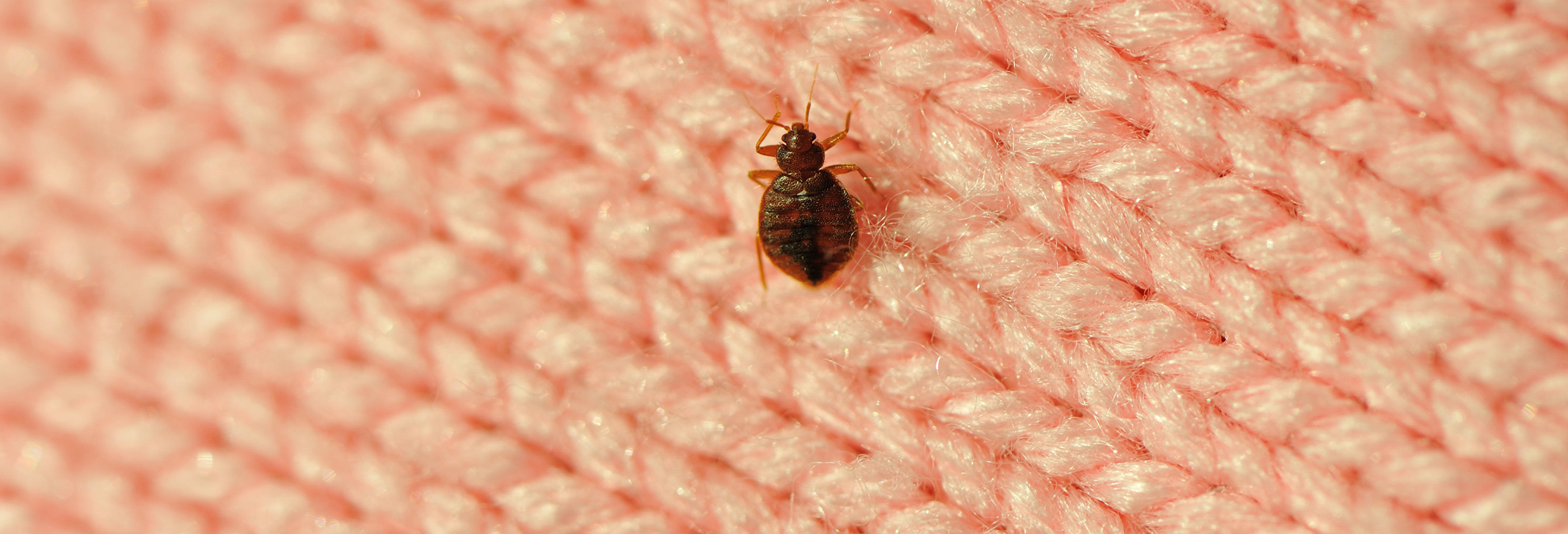 How to Check for Bed Bugs in a Hotel Consumer Reports
